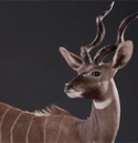 lesser kudu